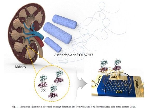그래핀 기반 용혈성요독증후군 조기진단 개념도 