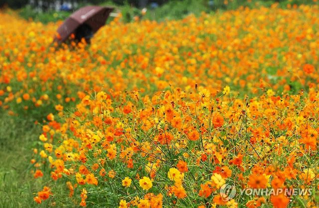 노랗게 물든 황화 코스모스