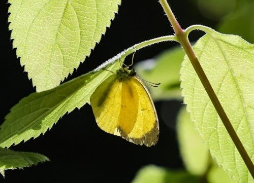 겨울에도 남해힐링숲타운에서 볼 수 있는 나비 [사진/임헌정 기자]
