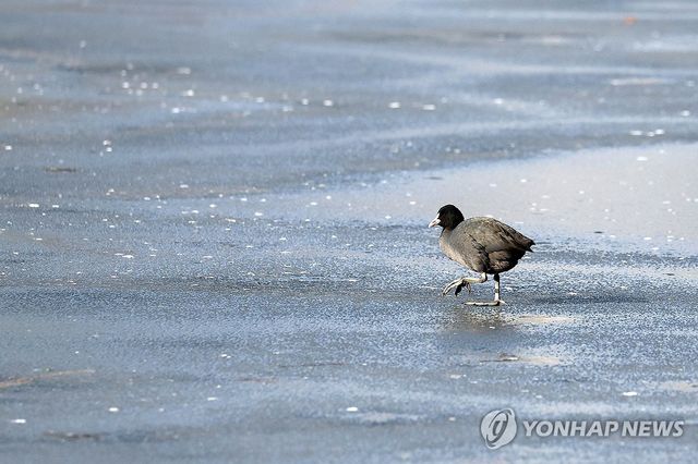 얼어붙은 전남대학교 호수