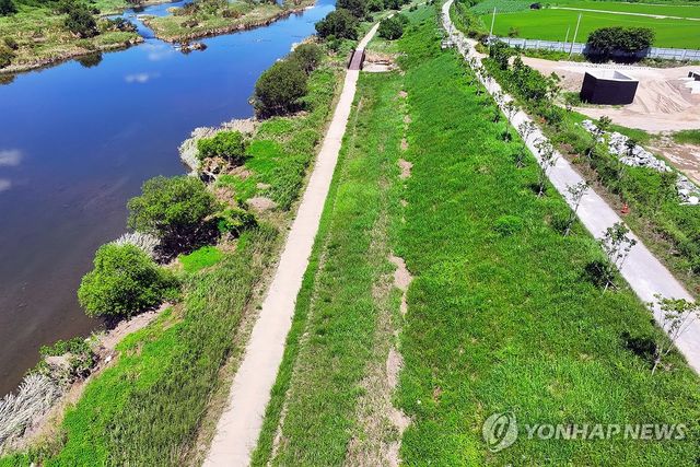 지석천 제방도로 나무 무단 식재