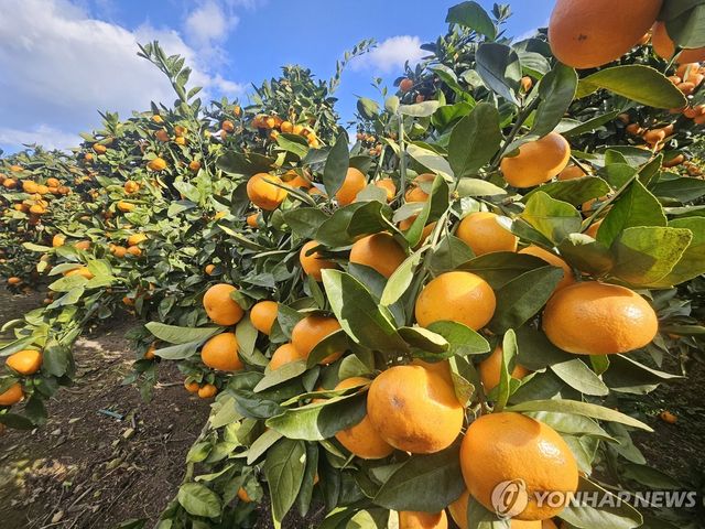 제철 맞은 제주 감귤