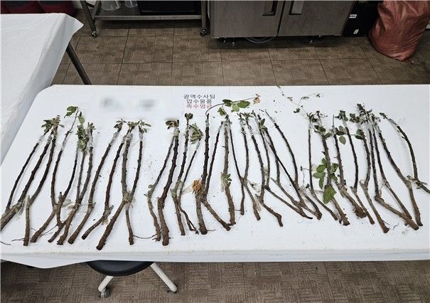 중국산 사과 묘목