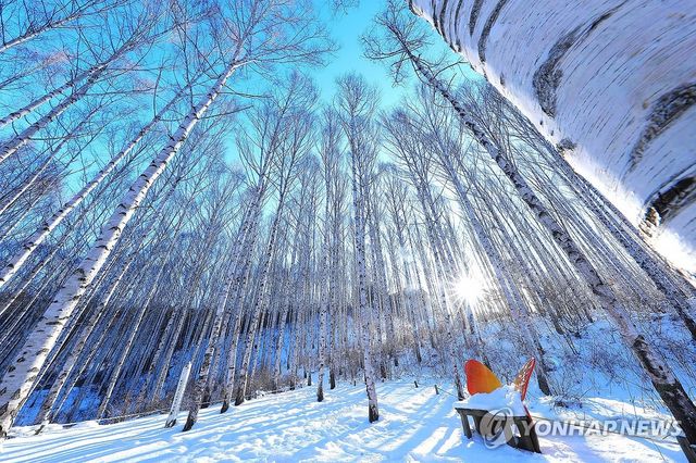 겨울 햇살 쏟아지는 인제 자작나무숲