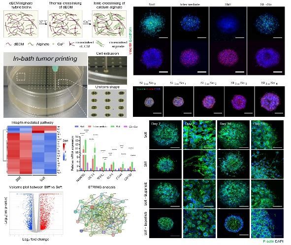 3D 바이오프린팅 기반 강성 조절이 가능한 3D 종양 미세환경 모델 개발