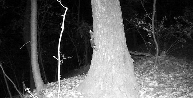 CCTV에 포착된 하늘다람쥐