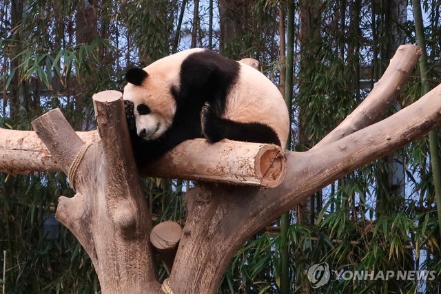 푸바오(2023.12.20)