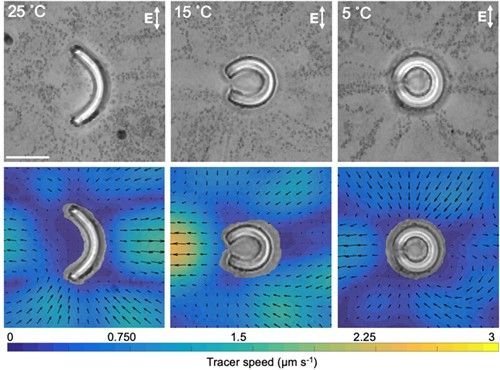 미생물 모사 입자의 온도에 따른 형상 변화와 입자 주위에 형성된 유체 흐름
