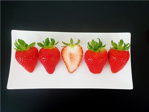 신품종 딸기 '미향'