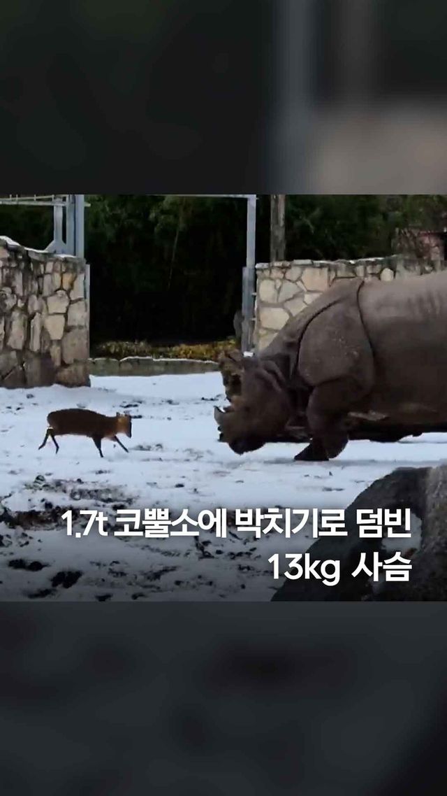 [쇼츠] 몸집 130배 코뿔소에 덤빈 13kg 사슴 - 2