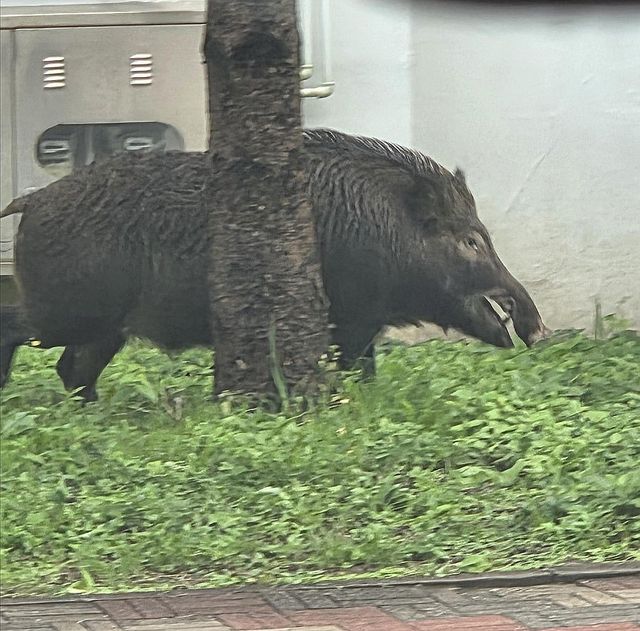 주택가에 나타난 멧돼지