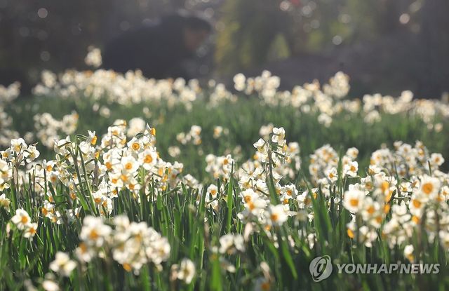 제주는 수선화 피는 계절