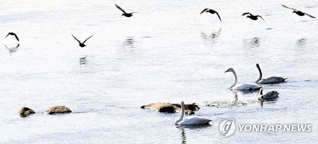 충주 남한강 찾아온 고니