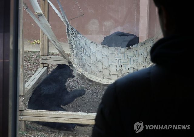 놀이하는 반달가슴곰