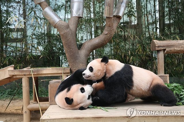 작년 8월 12일 오후 경기 용인시 에버랜드 판다월드에서 쌍둥이 판다 루이바오, 후이바오와 엄마 아이바오가 함께 시간을 보내고 있다. [연합뉴스 자료사진]