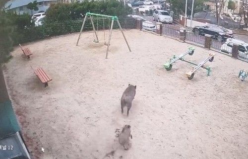 지난 15일 대전 서구 정림동에 나타났던 멧돼지 2마리