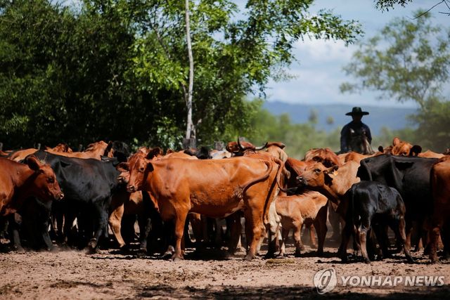파라과이에서 사육 중인 수출용 소