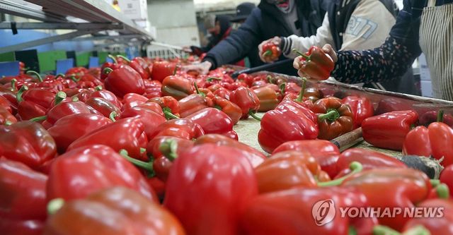 파프리카 빨갛다