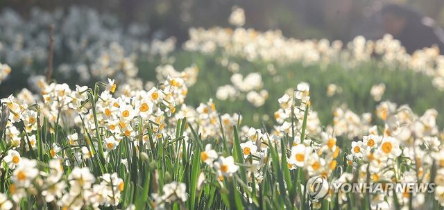 제주는 수선화 피는 계절