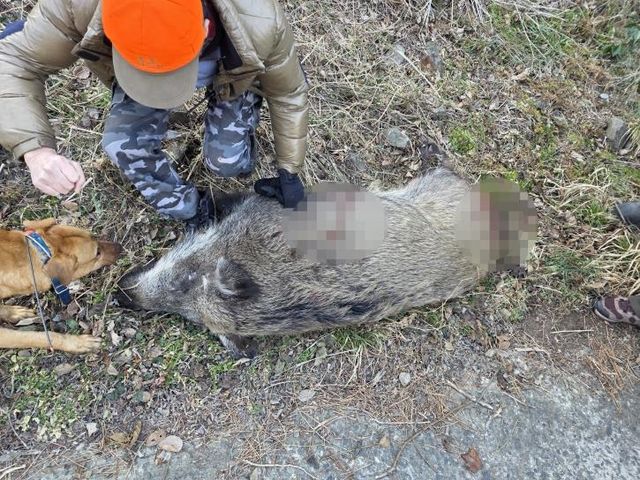 인천 소청도서 사살당한 멧돼지