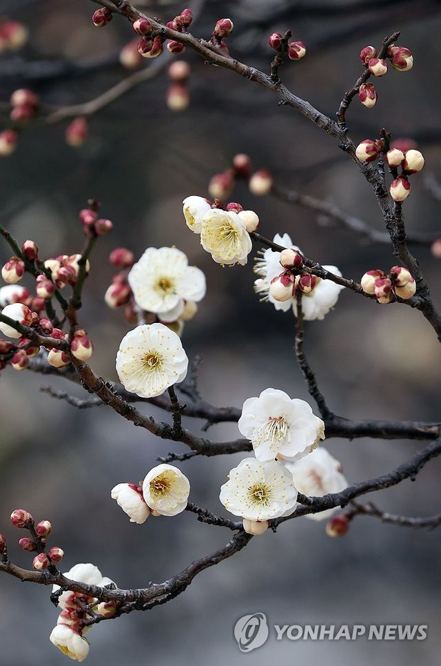 꽃망울 터트린 매화