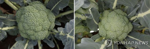 제주 브로콜리 신품종 계통 제주Br-10호(왼쪽), 제주Br-11호(오른쪽)