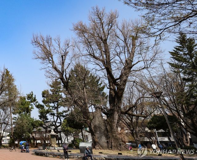 청주 중앙공원 압각수