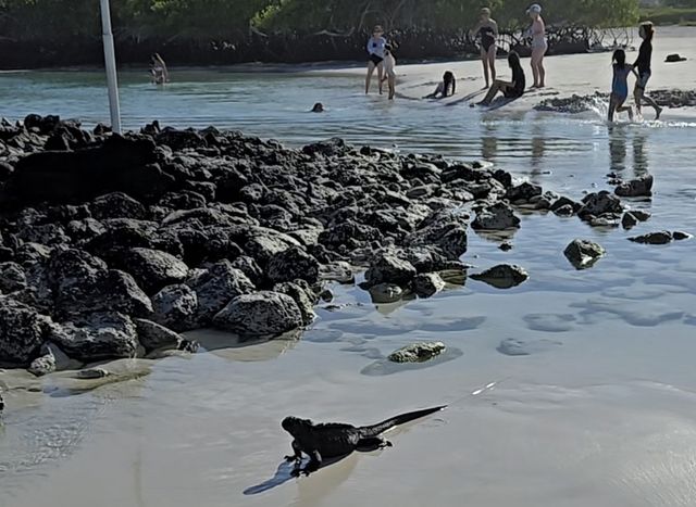 갈라파고스 바다 이구아나