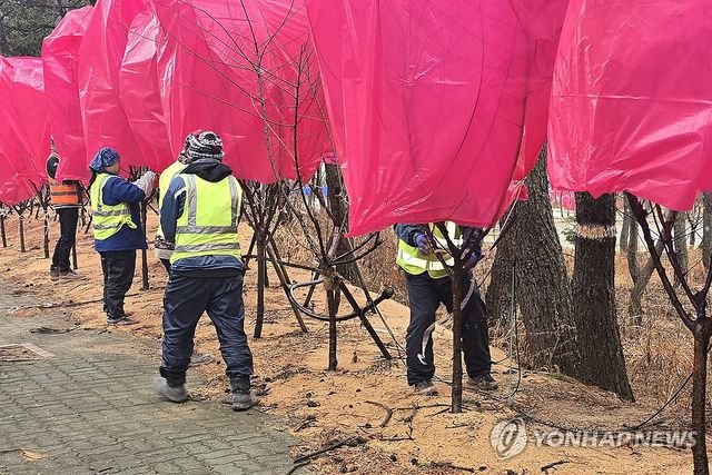 지난해 신안 홍매화축제 개막 전 한파에 방풍막 씌운 매화나무