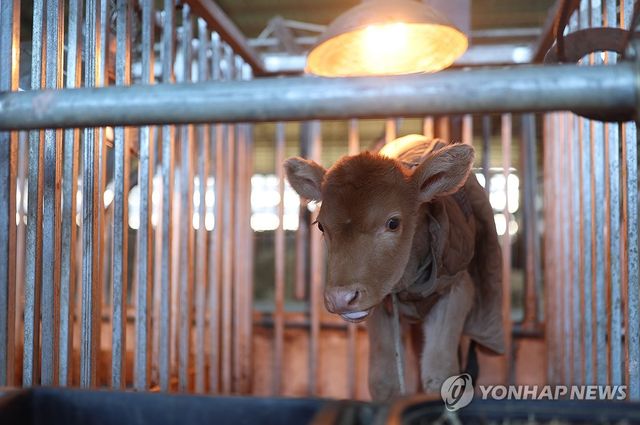 '방한복과 열등' 송아지 겨울나기