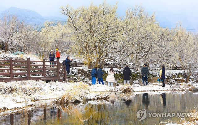 2025년 구례산수유꽃축제 기간 눈이 내린 모습