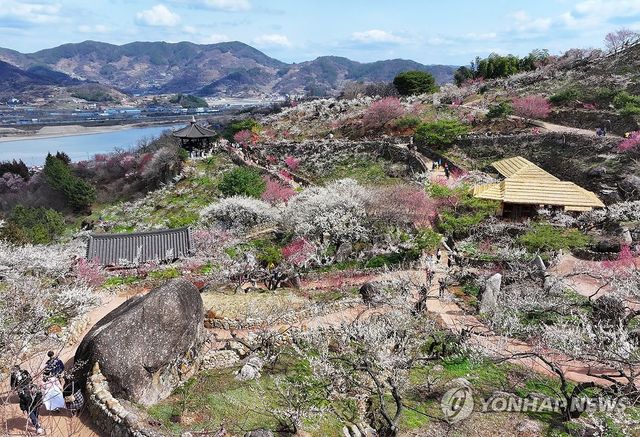 2024년 광양매화축제 기간 광양매화마을의 풍경
