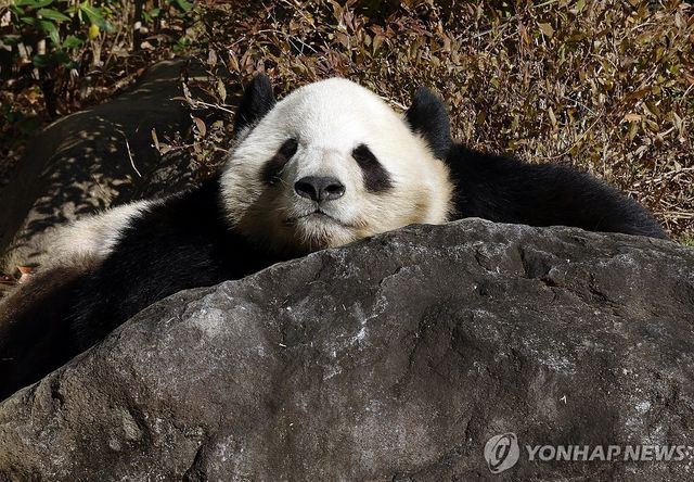 도쿄 우에노동물원 판다 '샤오샤오'