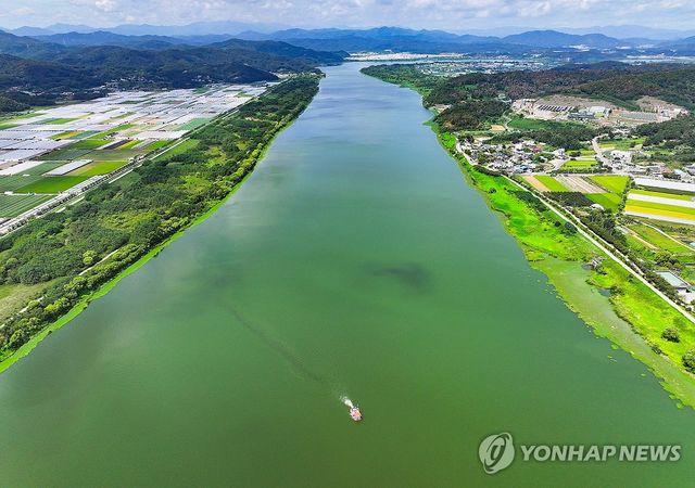 녹조가 발생한 낙동강. [연합뉴스 자료사진]