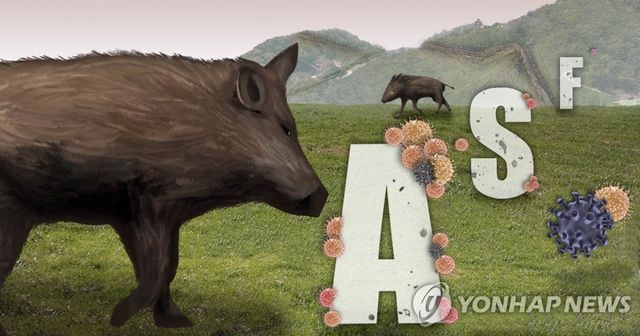야생 멧돼지 ASF 검출 (PG)