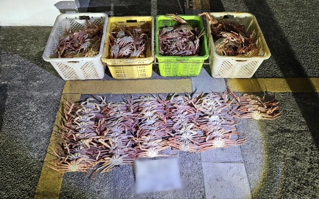 체장 미달 대게