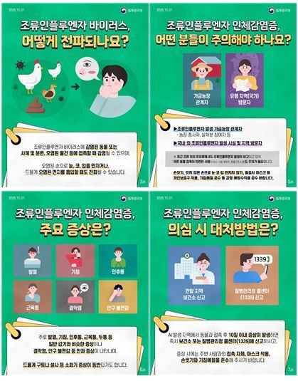 조류인플루엔자 카드뉴스