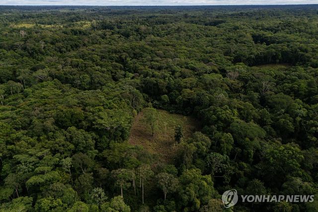 콜롬비아 코카 잎 재배 농가 전경