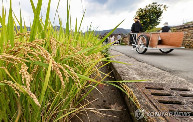 누렇게 익어가는 벼