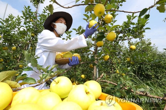 군위 사과연구소서 '골든볼' 수확 