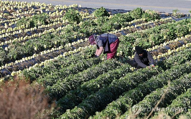 농가 인구 200만명선 무너져…65세 이상 고령자 비중 56% - 1