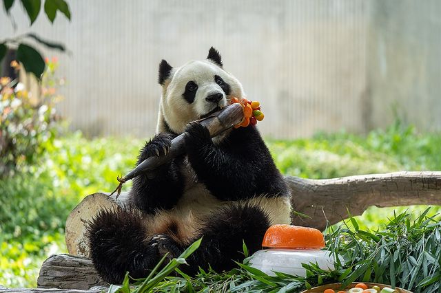 중국 쓰촨성 판다기지에 있는 자이언트판다 푸바오
