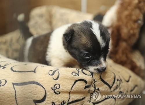 유기동물보호센터에 지내는 유기견