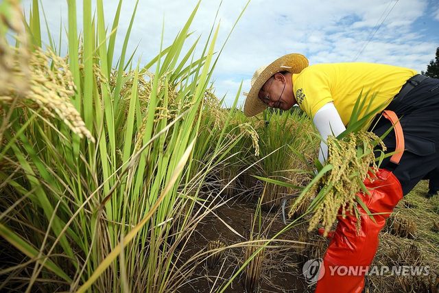 가을걷이 나선 김재욱 칠곡군수