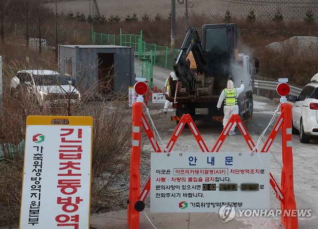 강릉 양돈농가서 아프리카돼지열병 발생