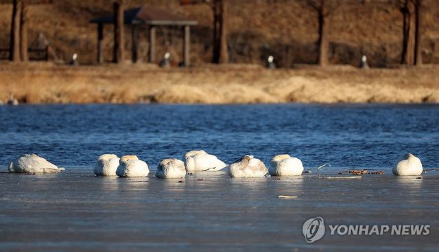 강릉 경포저류지에서 몸 잔뜩 웅크린 멸종위기종 큰고니 가족