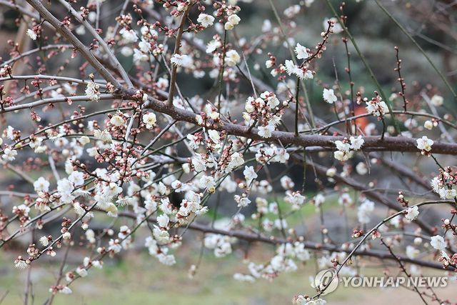 매화 활짝 핀 제주