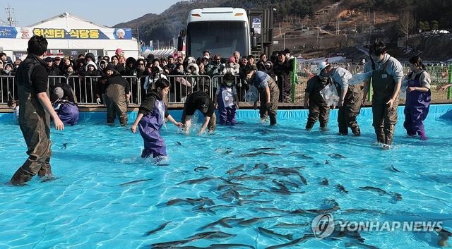 인삼 송어 잡으려 '맨손 도전'