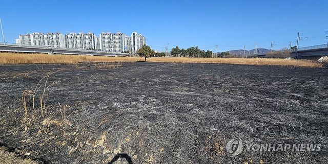 불에 탄 울산 태화강 물억새 군락지