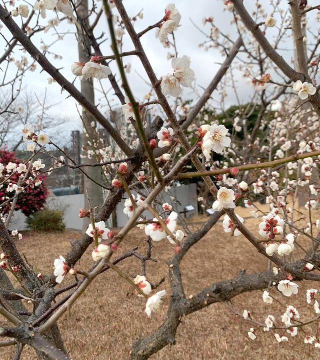 서귀포기상관측소 계절관측용 매화 만발
